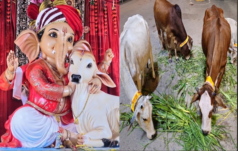 आरंग में अनूठी पहल-श्री विघ्नहर्ता परिवार ने गणेशोत्सव पर शुरू किया ‘रेडियम बेल्ट अभियान’-गौवंशों की सुरक्षा को लेकर उठाया बड़ा कदम